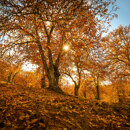 Sunlight filtering through orange chestnut trees on one of the most scenic autumn hikes near Marbella.