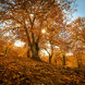Sunlight filtering through orange chestnut trees on one of the most scenic autumn hikes near Marbella.