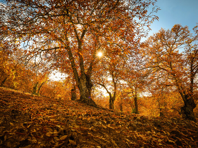 Sonnenlicht fällt durch orangefarbene Kastanienbäume auf einer der malerischsten Herbstwanderungen nahe Marbella.