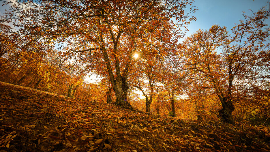 La luz del sol se filtra entre castaños anaranjados en una de las rutas de senderismo de otoño cerca de Marbella más pintorescas.