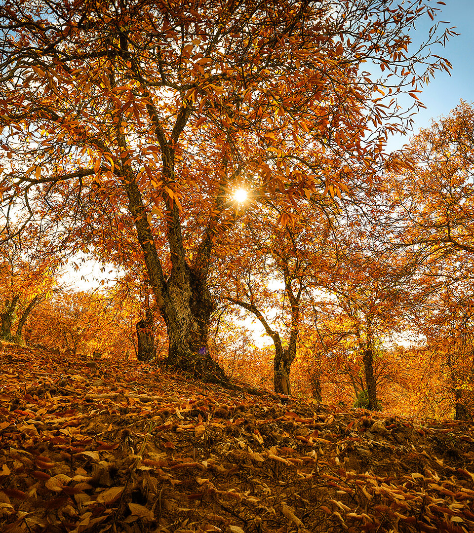 Sunlight filtering through orange chestnut trees on one of the most scenic autumn hikes near Marbella.