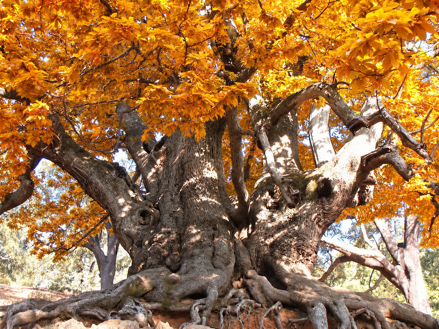 Ancient chestnut tree with golden leaves and exposed roots, a beautiful sight on autumn hikes near Marbella.