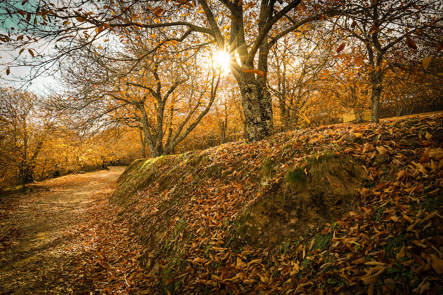 Peaceful woodland trail covered in fallen leaves, with warm sunlight shining through golden autumn trees.