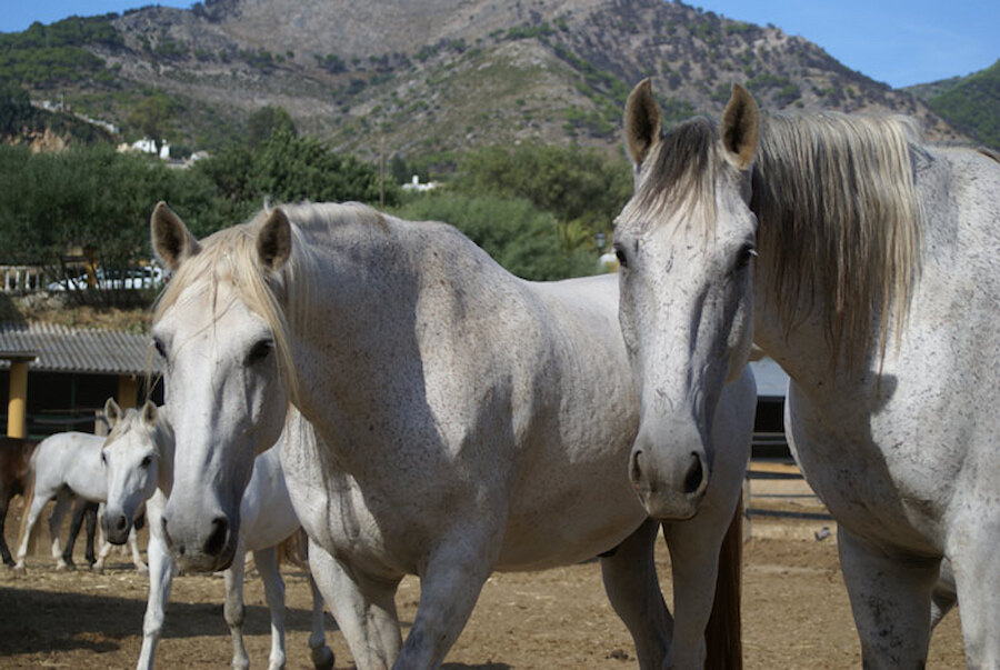 Caballos blancos en un establo pintoresco para la equitación en Marbella con vistas a la montaña al fondo.