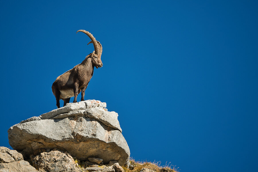 Een wilde steenbok staat op een rotsrichel onder een diepblauwe hemel.