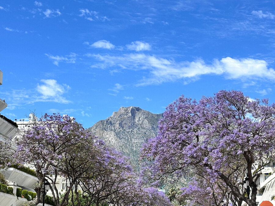 Jacaranda trees in bloom lining a Marbella street, with La Concha mountain rising beneath a bright blue spring sky.
