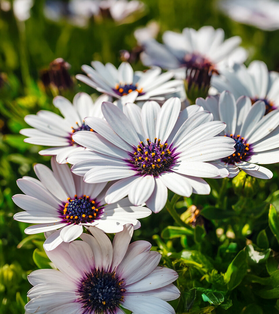 Close-up of white African daisies with purple-blue centres blooming among lush green foliage in bright natural sunlight.