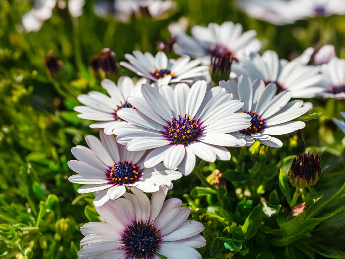 Close-up van witte Afrikaanse madeliefjes met paarsblauwe hartjes, bloeiend tussen weelderig groen blad in helder natuurlijk zonlicht.