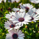 Gros plan sur des marguerites africaines blanches au cœur bleu-violet, en fleur au milieu d’un feuillage vert luxuriant, sous une lumière naturelle éclatante.