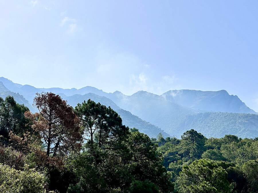 Misty mountain ridges rising above a dense pine forest under a clear blue sky.