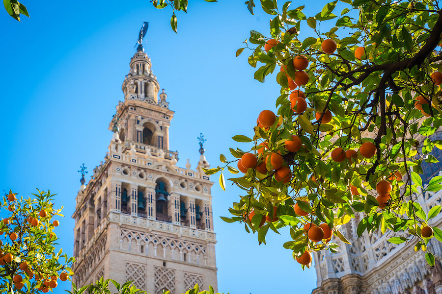 Andalusien. Die Giralda, der Turm der Kathedrale von Sevilla, eingerahmt von Orangenbaumzweigen mit reifen Orangen unter einem klaren blauen Himmel.
