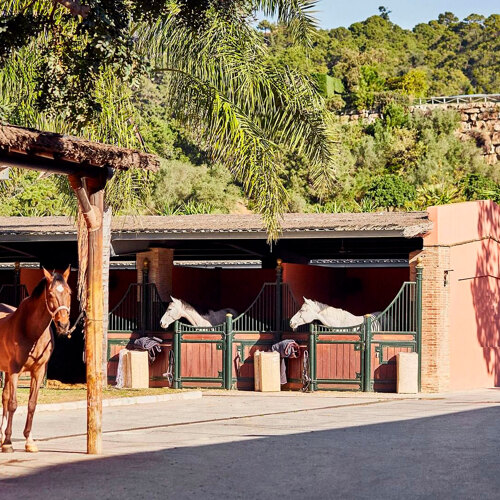 Equestrian activities near Benahavís