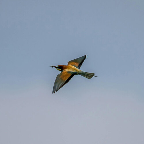 European bee-eater