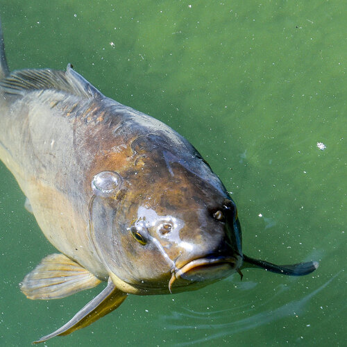 Fishing in Benahavís