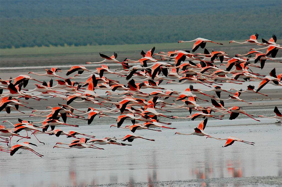 Flamingos flying over the Fuente de Piedra lagoon