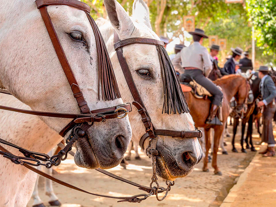 Horses resting at Feria de Sevilla