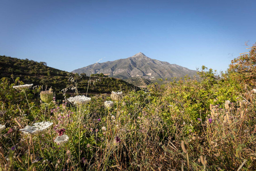Wilde bloemen en mediterrane vegetatie op de voorgrond, met de iconische berg La Concha die majestueus oprijst op de achtergrond onder een helderblauwe lucht in Marbella.
