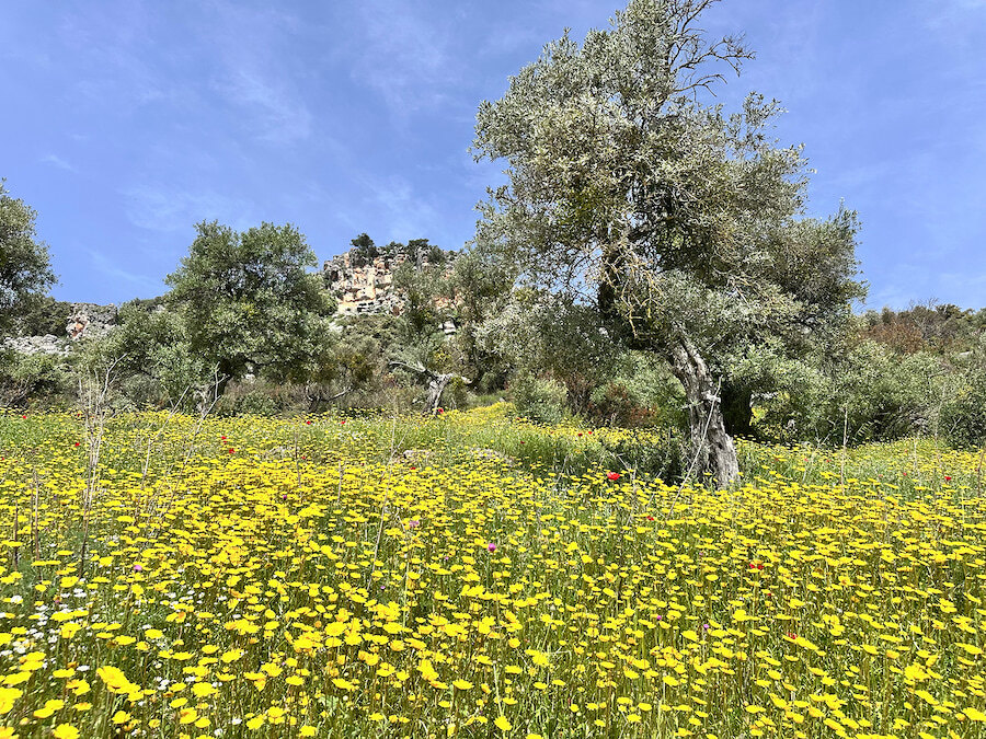 Field of yellow wildflowers with scattered red poppies, dotted with ancient olive trees under a clear blue sky. In the background, a rocky hillside with buildings nestled among the trees completes the natural scene.