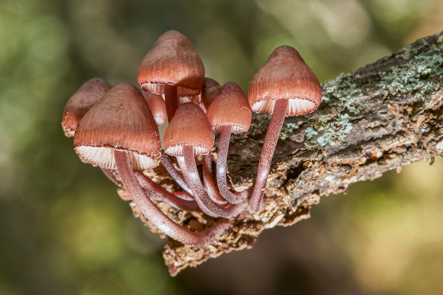 Close-up of a cluster of small reddish-brown mushrooms growing on a mossy tree branch, with a softly blurred forest background.