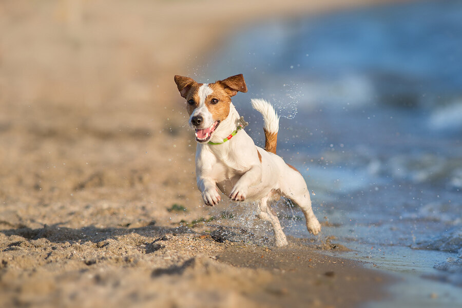 Chien heureux courant et jouant au bord de l’eau sur une plage pet-friendly de Marbella.