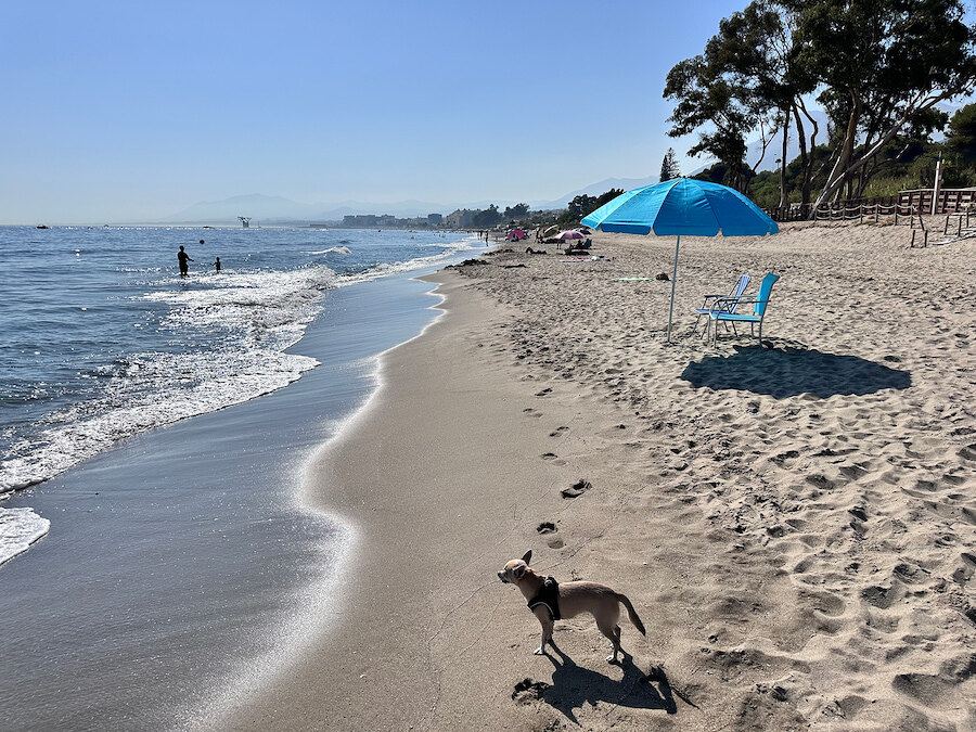 Chien debout sur le rivage sablonneux de Playa del Pinillo à Marbella, une plage acceptant les animaux avec des parasols, une mer calme et des gens profitant de l'eau.