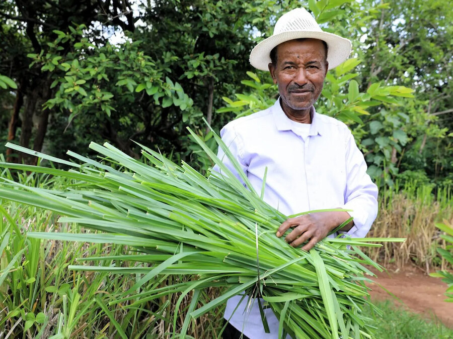 Semah, un agricultor, transformó su tierra en un próspero oasis de vegetación utilizando el enfoque FMNR de World Vision.
